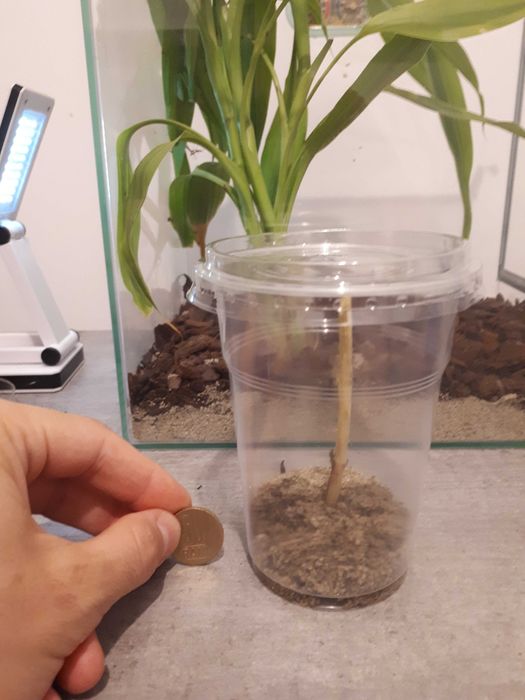 Vand Pui de Calugarita Insecte Mantis Religiosa   50 ron