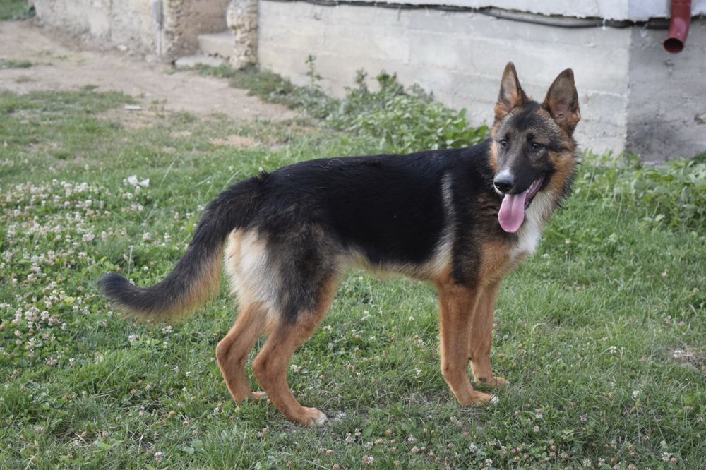 Ciobanesc German