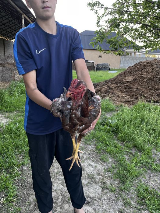 Байцовй сатылады шоже өте жақсы