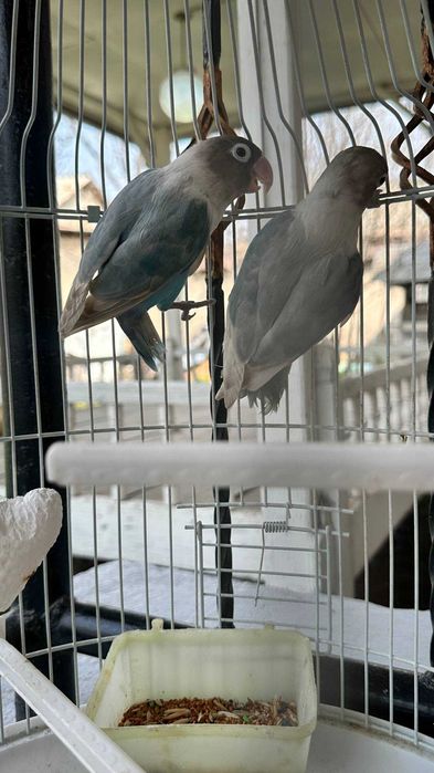 Продаётся папугай маска