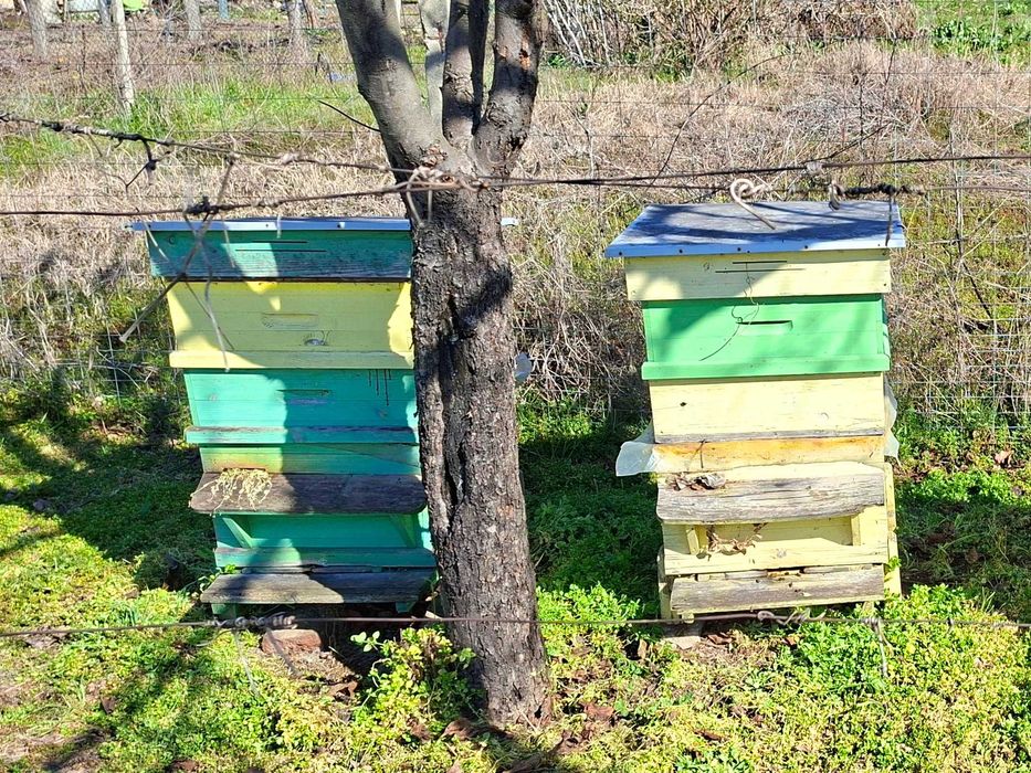 Пчелни кошери - 9бр. с две семейства