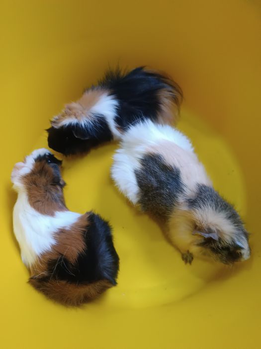 Продаётся взрослые морские свинки