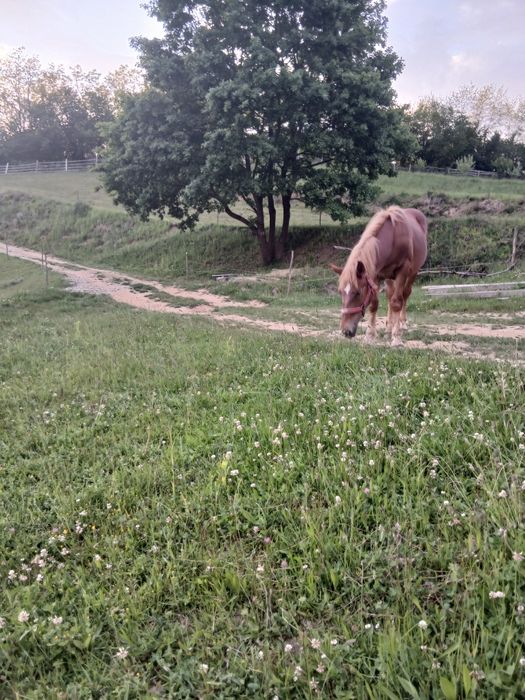 Manz  de 11 luni  vanzare