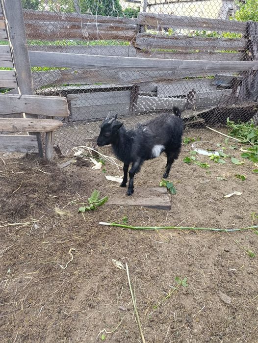 Продам козла и двух коз