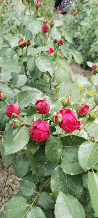 Атиргул кучатлари сотилади