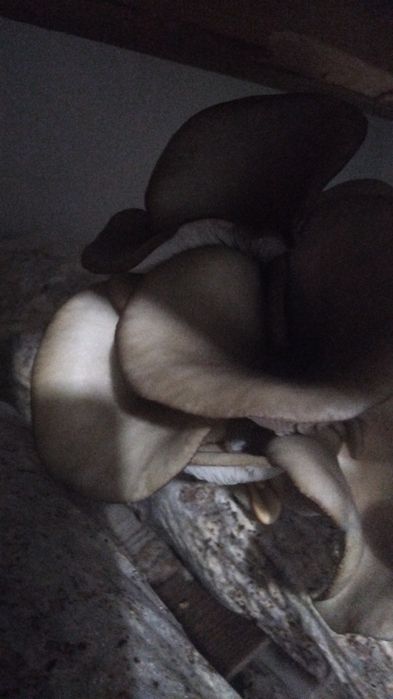 Вешенко ең тұщы гриб шикілей жерге болады