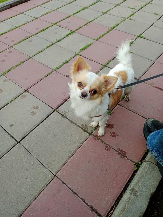 Чихуахуа кобель продам