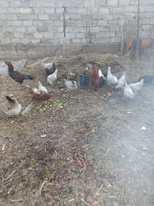 Құрыққа арналған жумырткалар