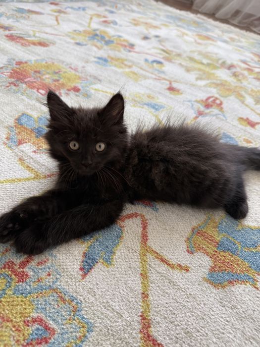 Котенок в поиске семьи