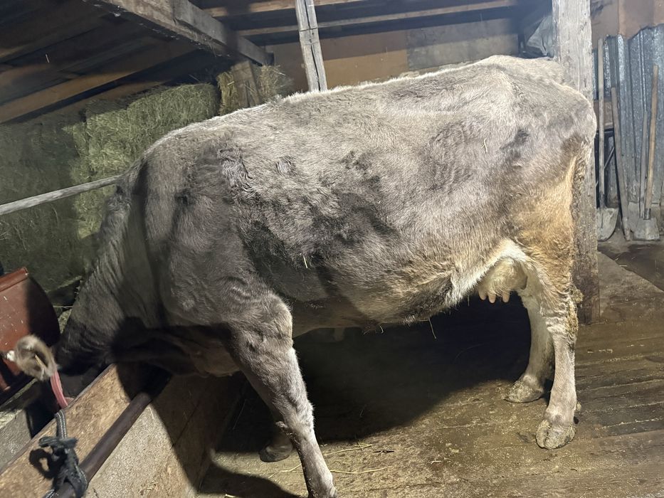 Алатауская пародистая корова