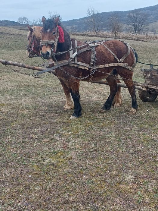 Vând iapă de 7 ani gestanta