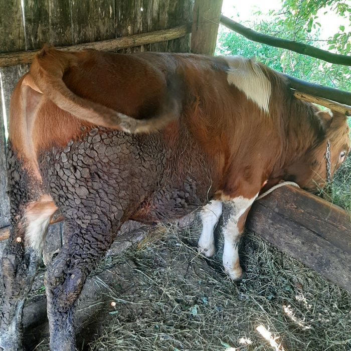 Vând tăuraș rasa angus
