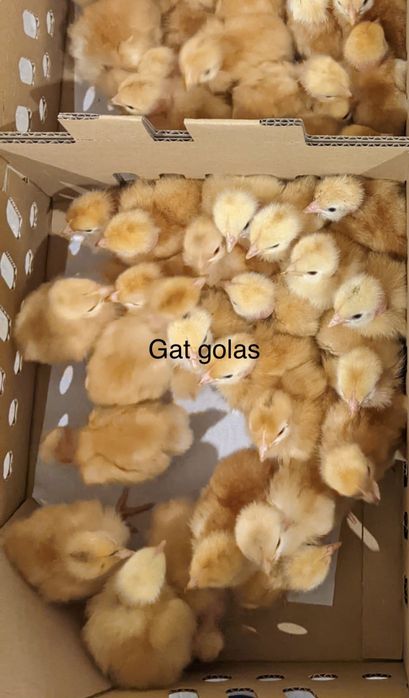 Pui de o zi rasa mixta