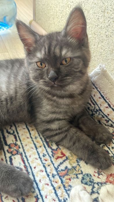 Отдам в хорошие руки