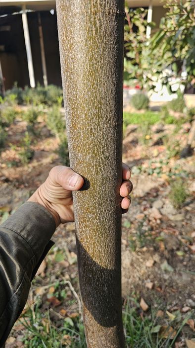 Липа дарахти сотилади