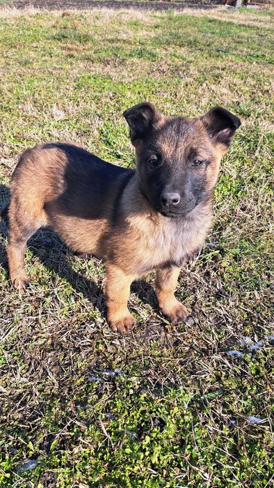 Кученце белгийска овчарка