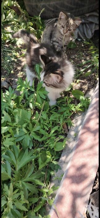 Отдам  котят бесплатно