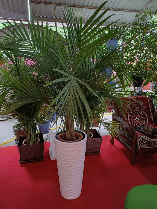 Цветы комнатные растения