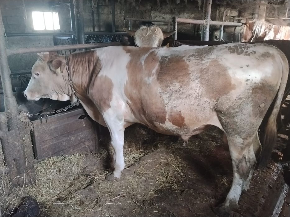 Продам бычков 2х годовалых