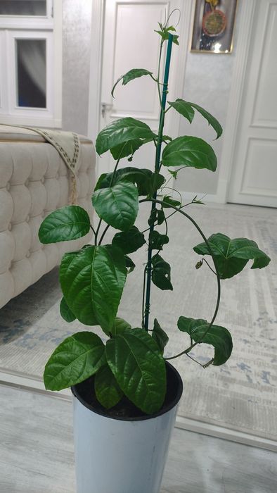 Маракуя саженцы в горшке