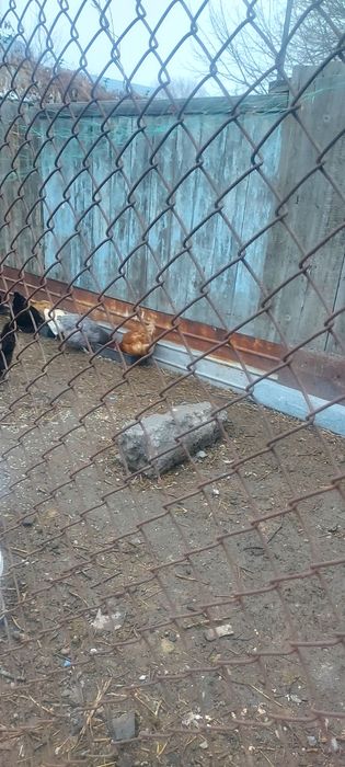 Продам домашние куры.