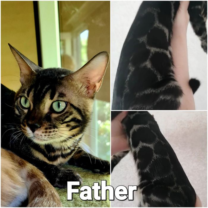 Продажа статусного бенгальского котенка