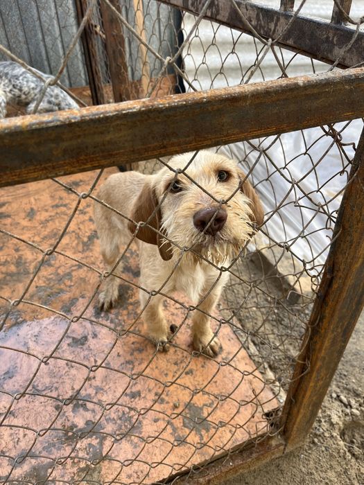 Продается щенки Немецкий дратхар