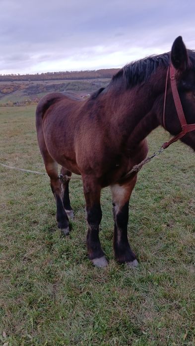 Vand manza de 1 an și 7 luni