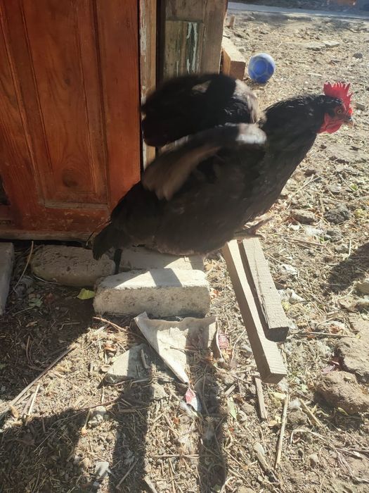 Тауық Қораз сатылады