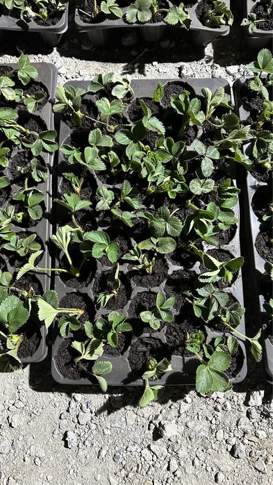 #Stoloni capsuni #Clerry #Albion #Jolly