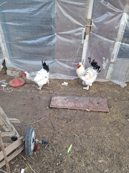 2та брама хурозла 3кг дан балан 2ласиям