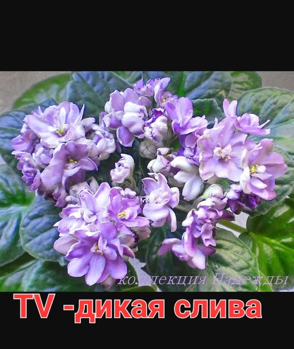 Коллекционные фиалки (детки)