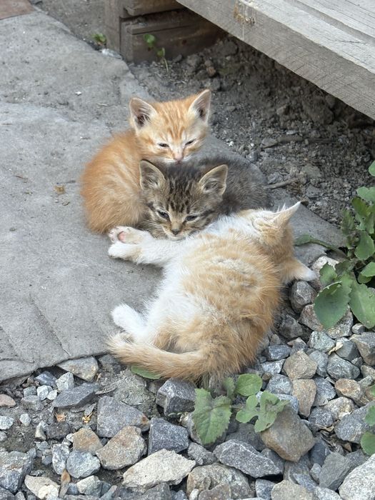 Отдам котят в добрые руки