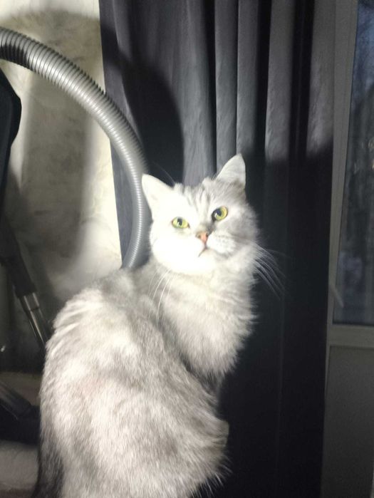 Отдам кота в добрые руки.