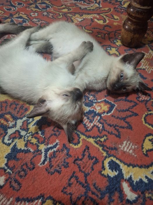 Сиамские котята чистокровные