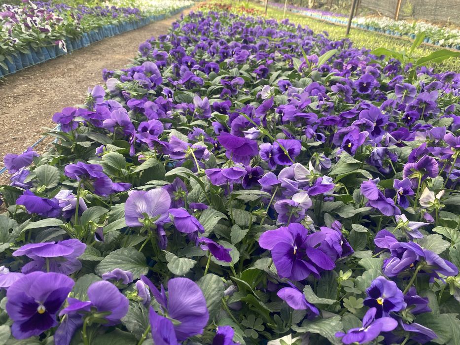 Гул кучатлар, уруглар , гуллар