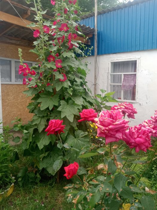 Үлкен Жер үй сатылады