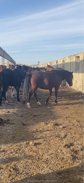 Продам жерёбую кобылу