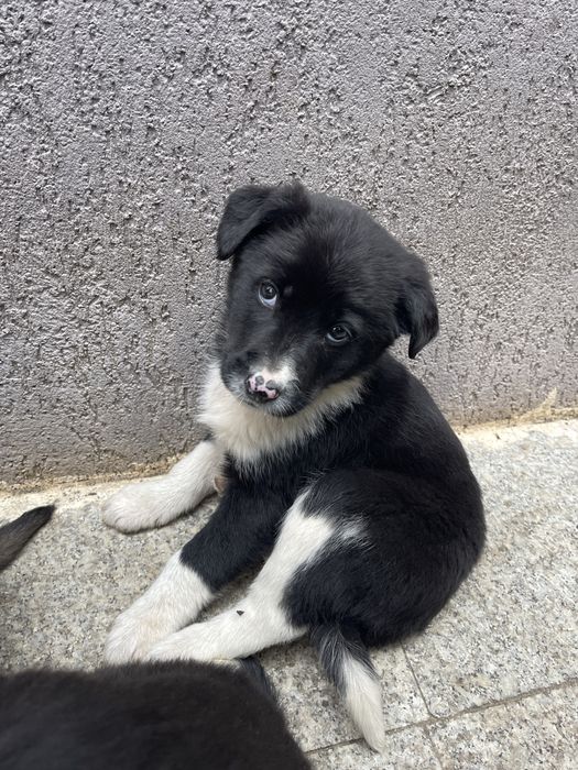 Adoptie catelusi draguti