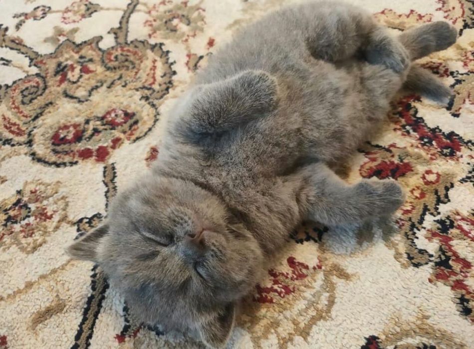 Британчики Голубого Окраса.