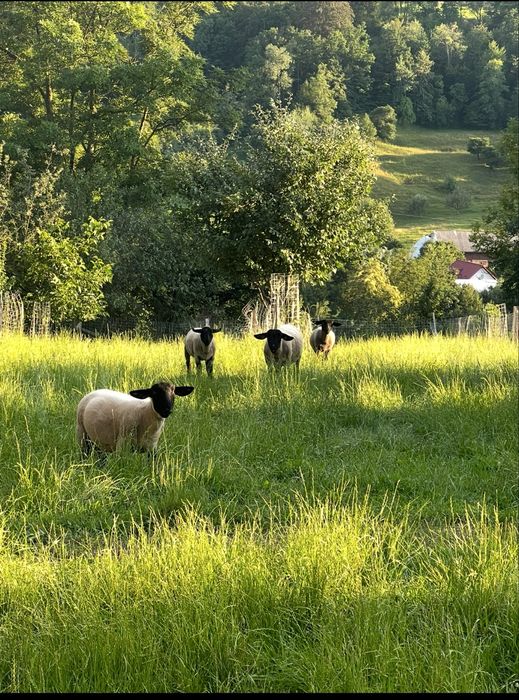 Vand mielute suffolk