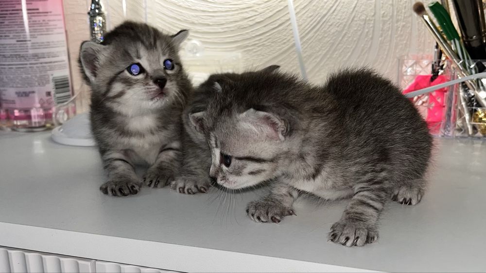 котята котята котята