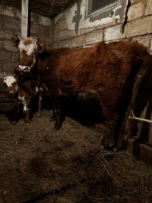 Сиыр 2 баласымен! Срочно сатылад !