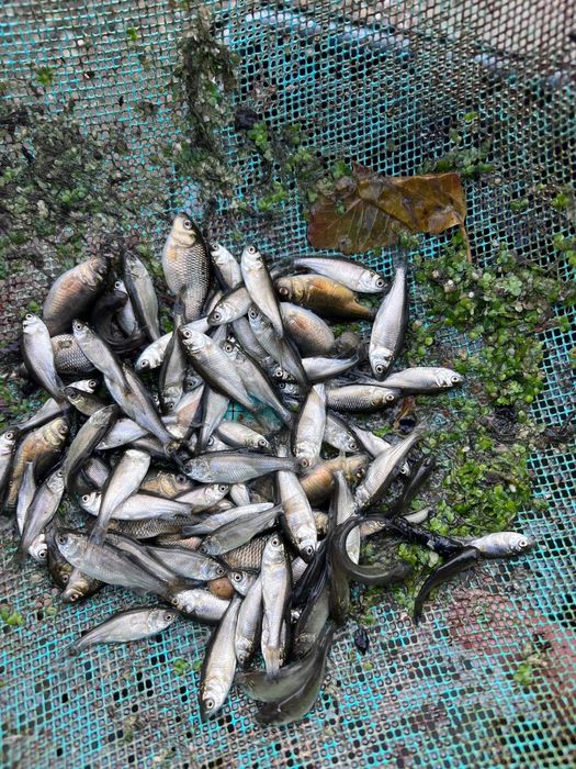 Puiet de crap și sânger