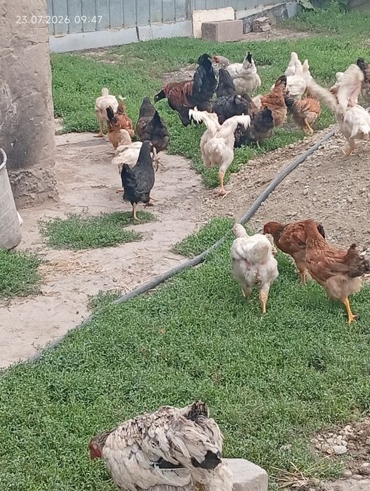 Продам курей и петуха