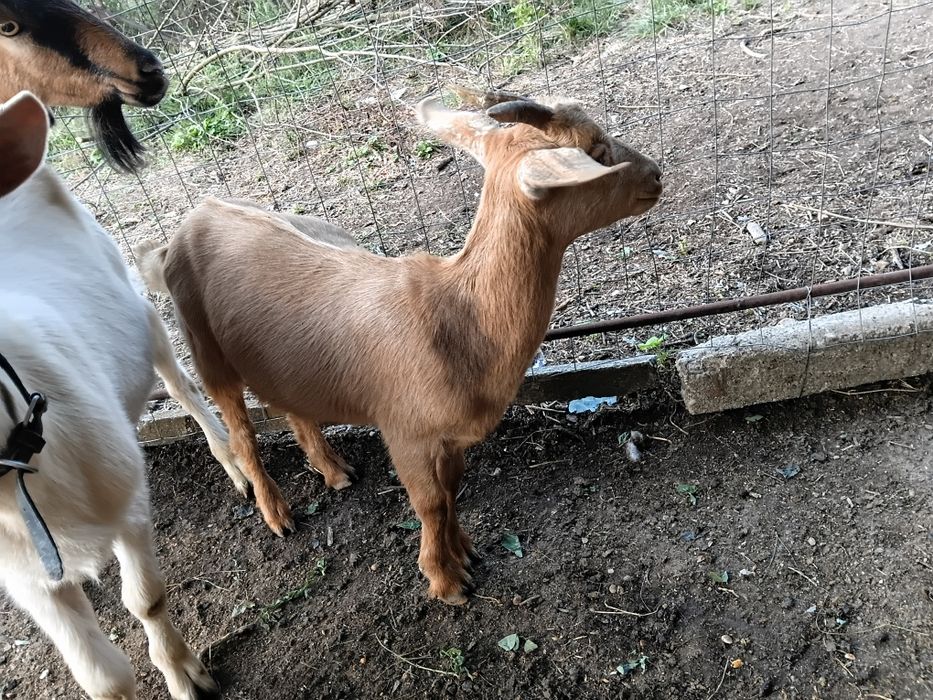 Vand urgent iede si iezi