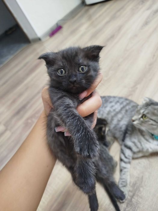 Продам котят- мальчиков