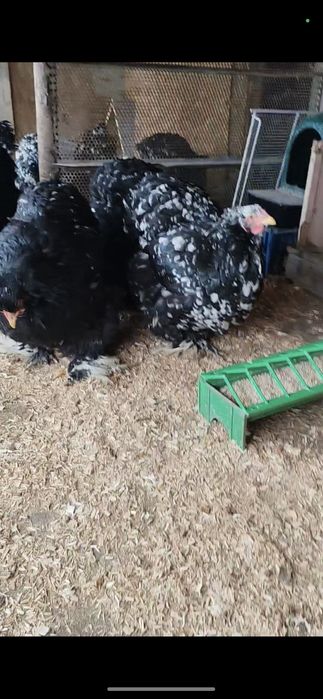 Cochinchina uriaș bobat și Galben