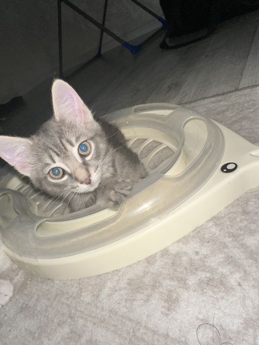 Прекрасный котик в поиске дома