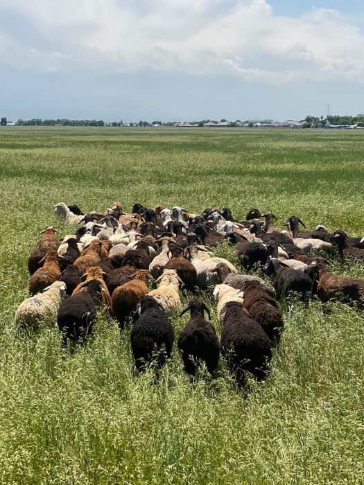 кой токты козы